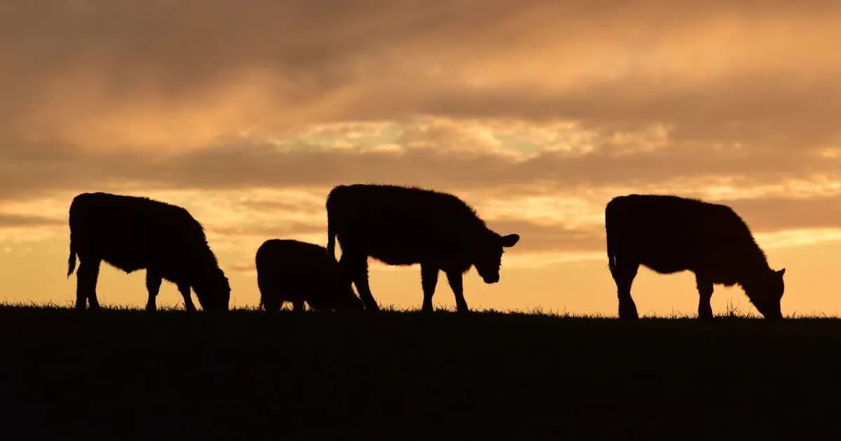Crisis en la industria cárnica: aumento de costos y caída de la faena preocupan a frigoríficos
