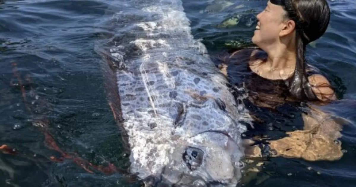 Descubrimiento del pez remo en playas mexicanas: ¿qué lo causa?