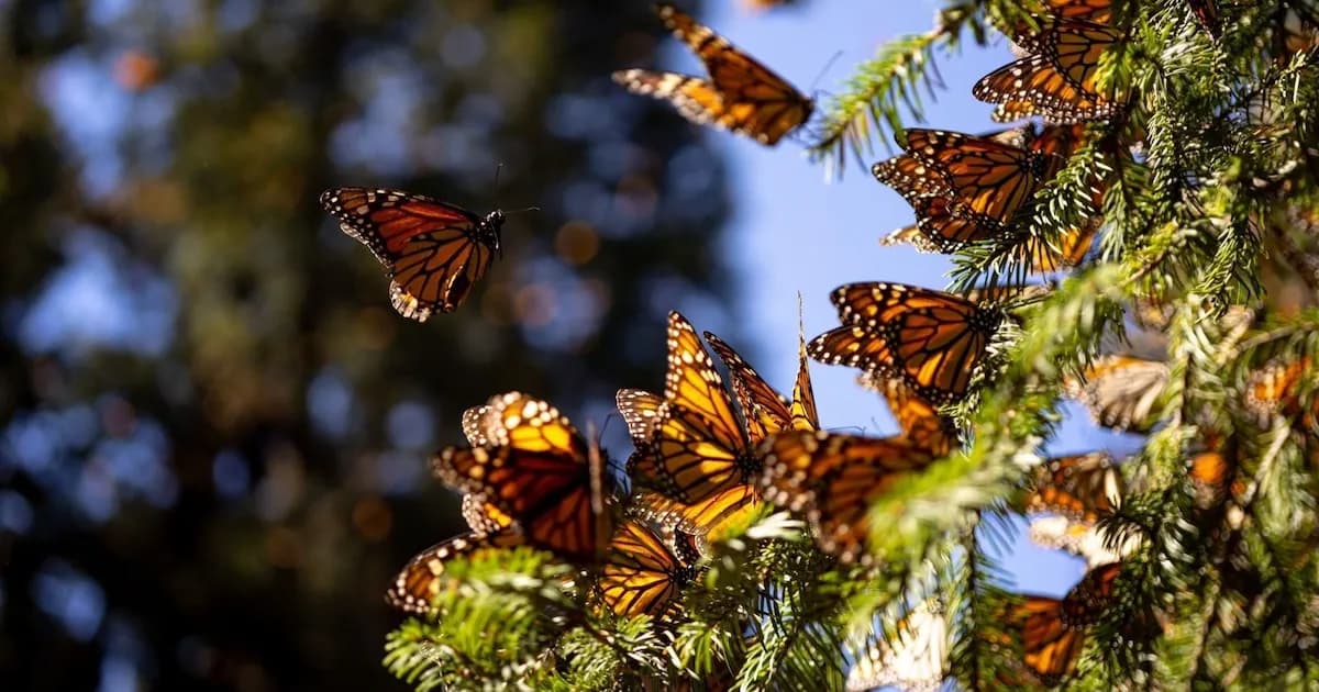 Las mariposas monarca inician su viaje de regreso a Canadá tras un notable repunte en México