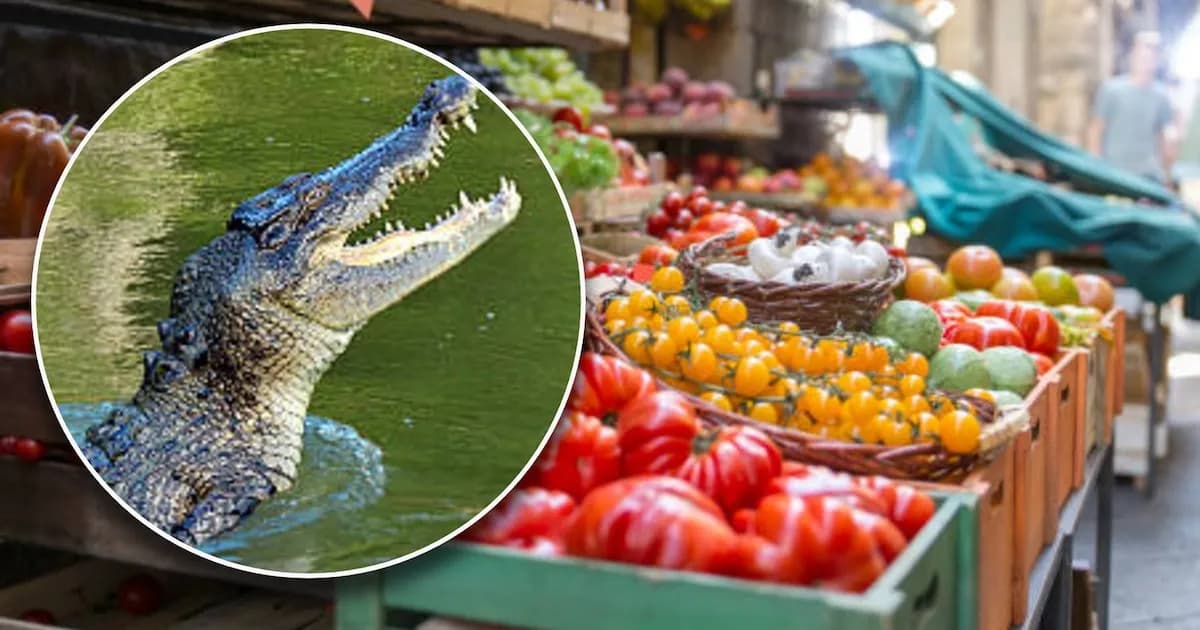 Sorprendente avistamiento de cocodrilo en la Central de Abastos de Villahermosa
