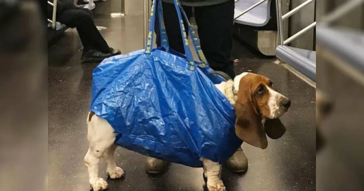 La nueva normativa que transforma el transporte de perros en el metro de Nueva York