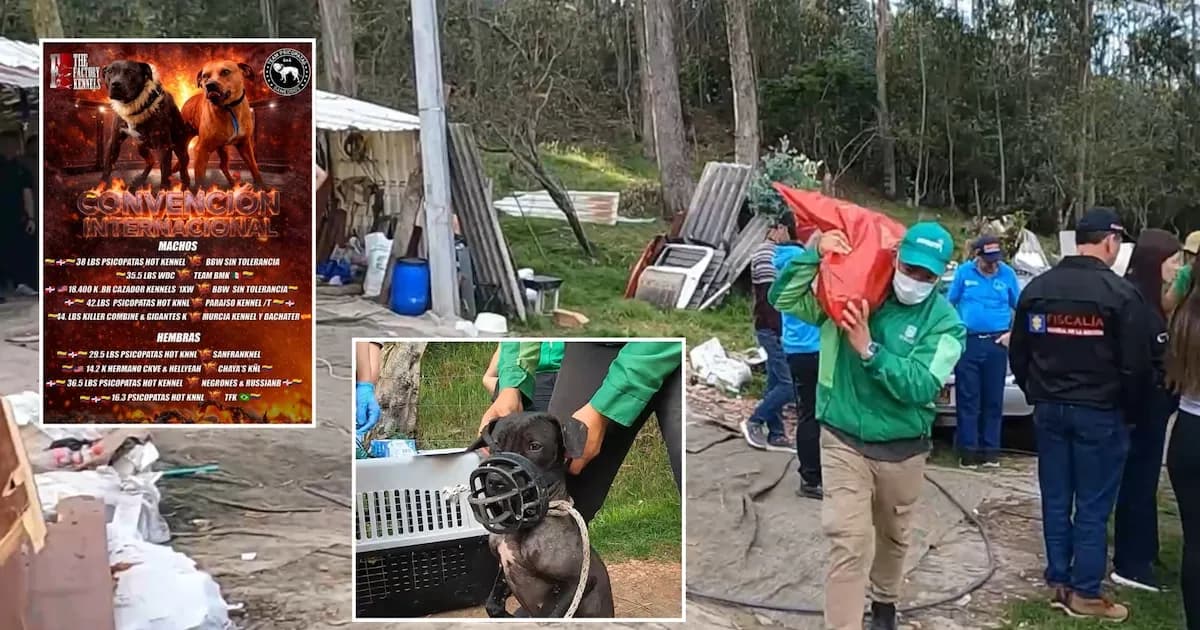 Desmantelan en Bogotá una pelea clandestina de perros con apuestas internacionales
