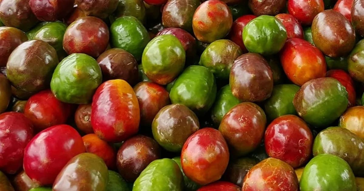 El Festival del Jocote Barón Rojo: Sabor y Tradición en San Salvador