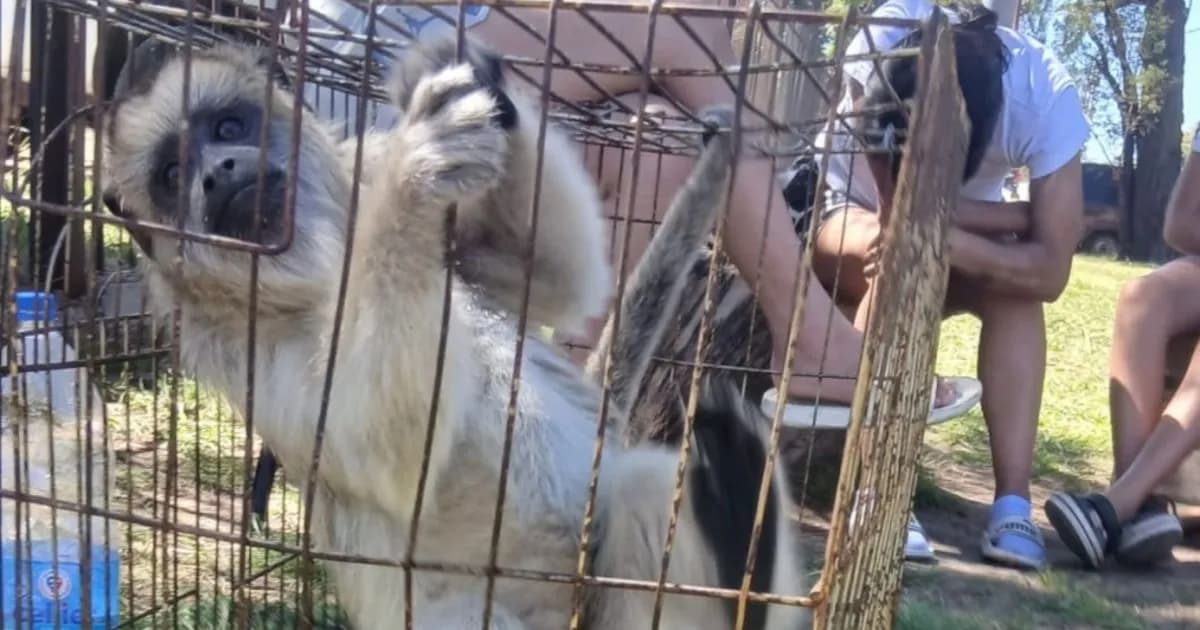 Rescate de un mono carayá en La Matanza: un llamado a la protección de la fauna silvestre