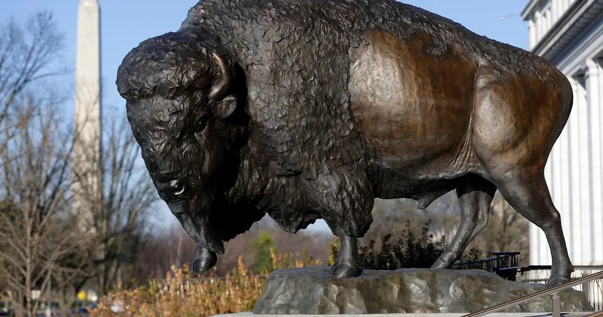 Inauguran esculturas de bisontes en el Smithsonian por el 250° aniversario de EE. UU.