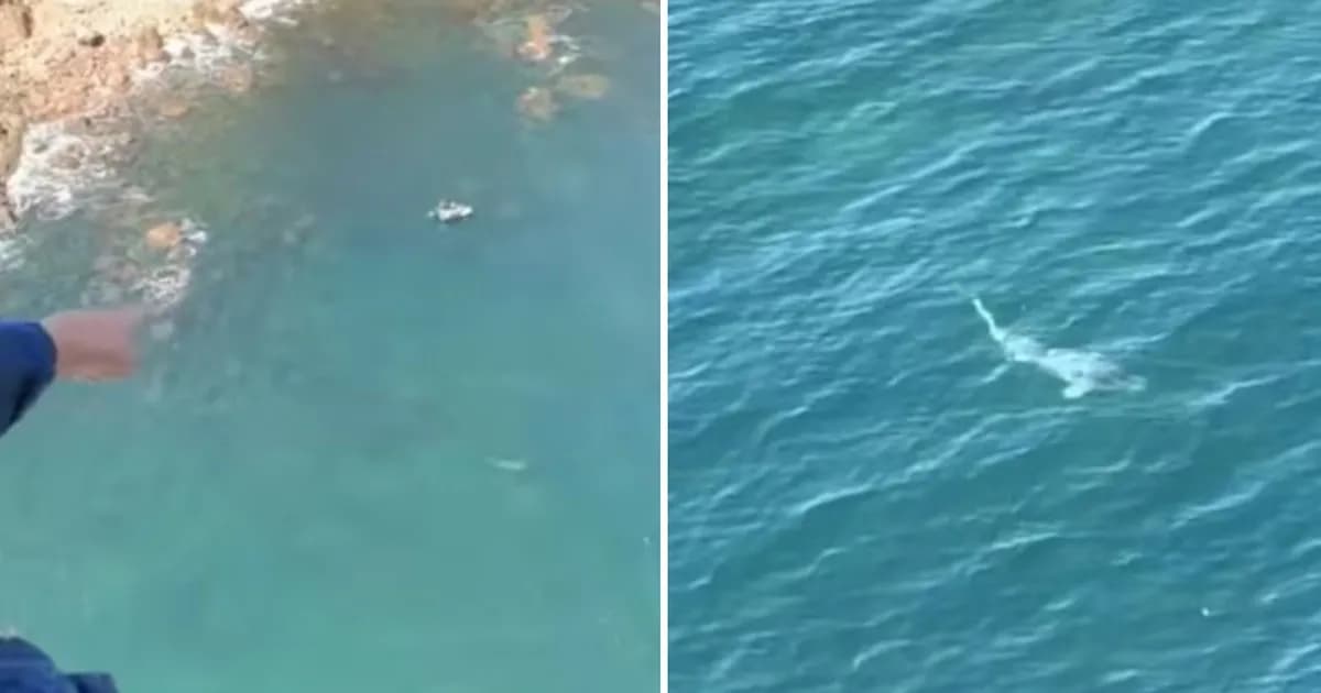 Helicóptero detiene ataque de tiburón blanco a buceadores en Australia