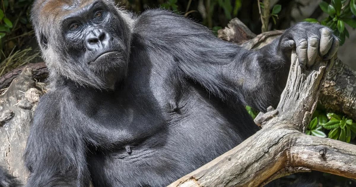 Un hallazgo fósil en Egipto redefine el origen de los simios modernos