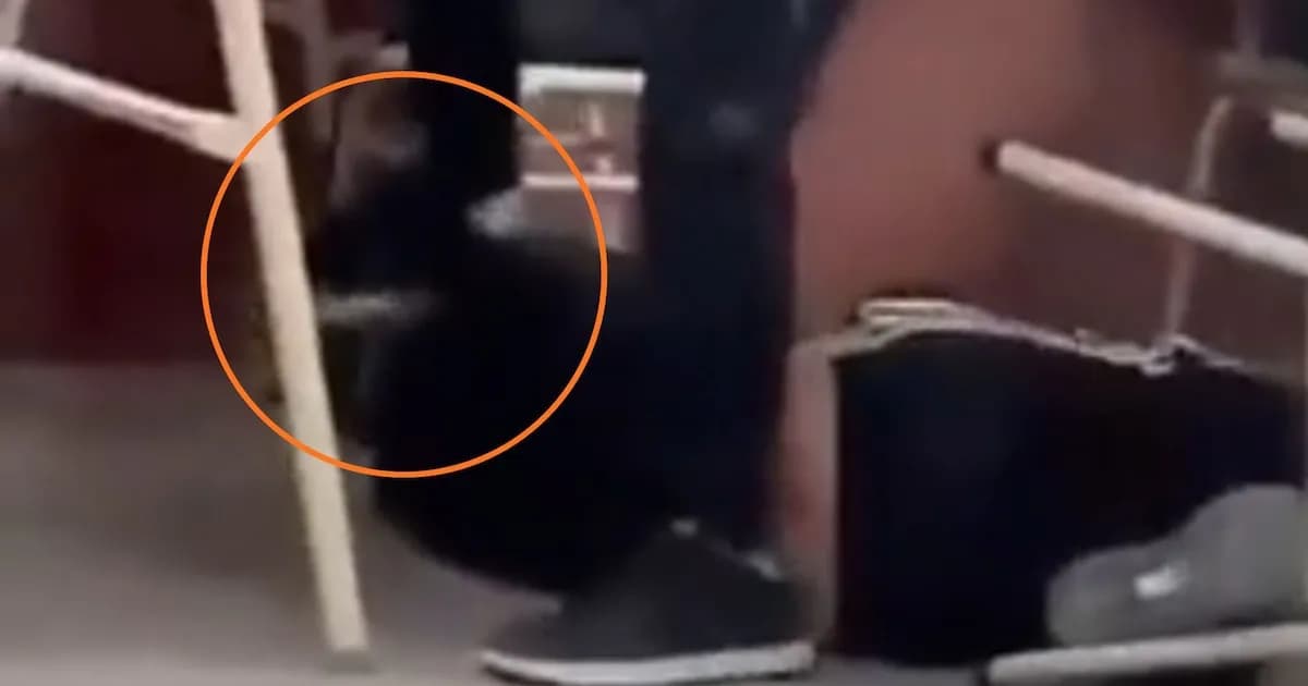 Agresión en Mar del Plata: adolescente termina hospitalizado tras brutal ataque escolar