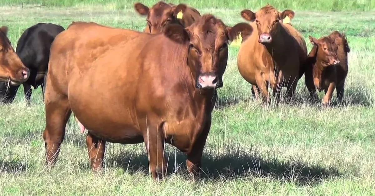 Productores ganaderos disfrutan de márgenes récord en 15 años gracias a la carne