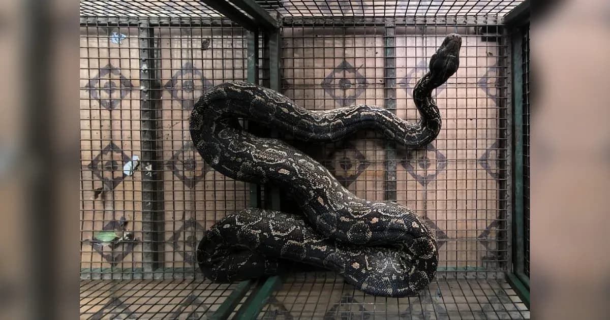 Capturan una enorme lampalagua de casi dos metros en Córdoba