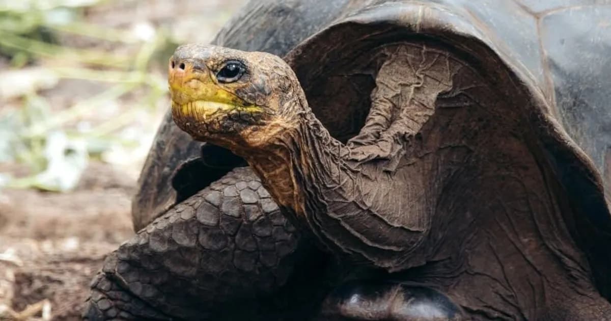La NASA y la reintroducción de tortugas gigantes en Floreana: un hito ecológico