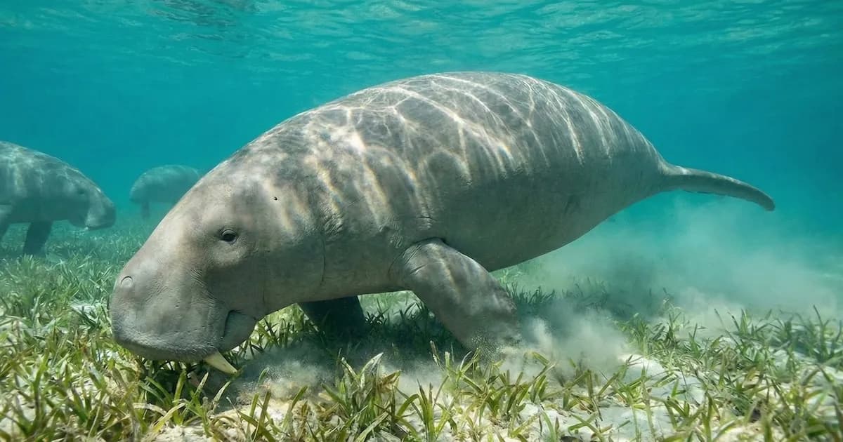 Reconocimiento Mundial: Romeo, el Manatí con el Récord de Longevidad