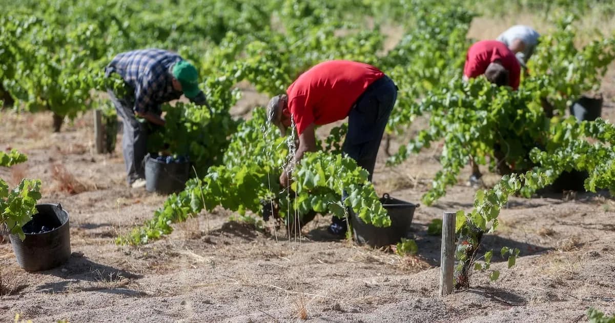 Pérdida de Afiliados en la Seguridad Social: Impacto del SMI en Sectores Agrarios y del Hogar