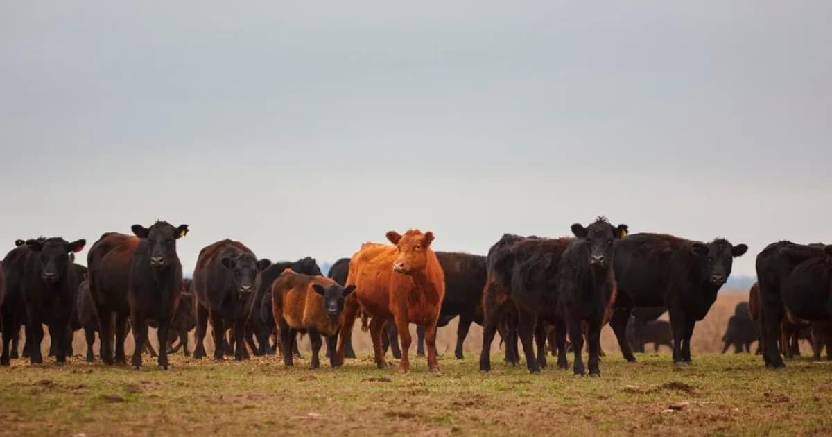 La carga impositiva sobre el agro alcanza el 62,5%, afectando la rentabilidad del sector