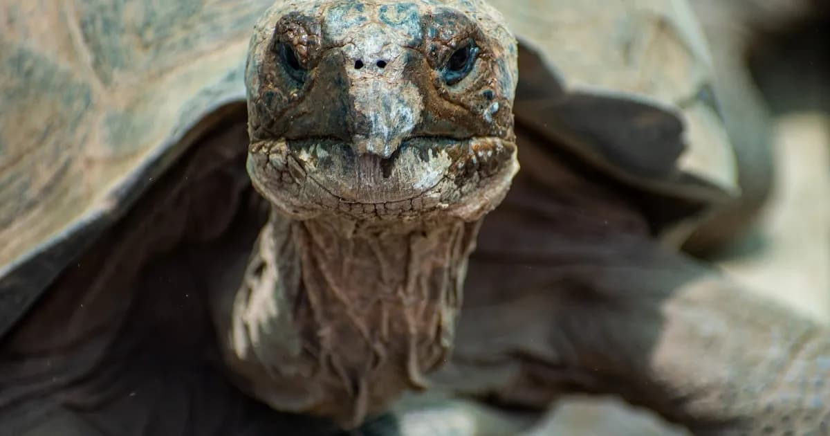 La isla Floreana de Galápagos da la bienvenida a sus tortugas gigantes tras un siglo de ausencia