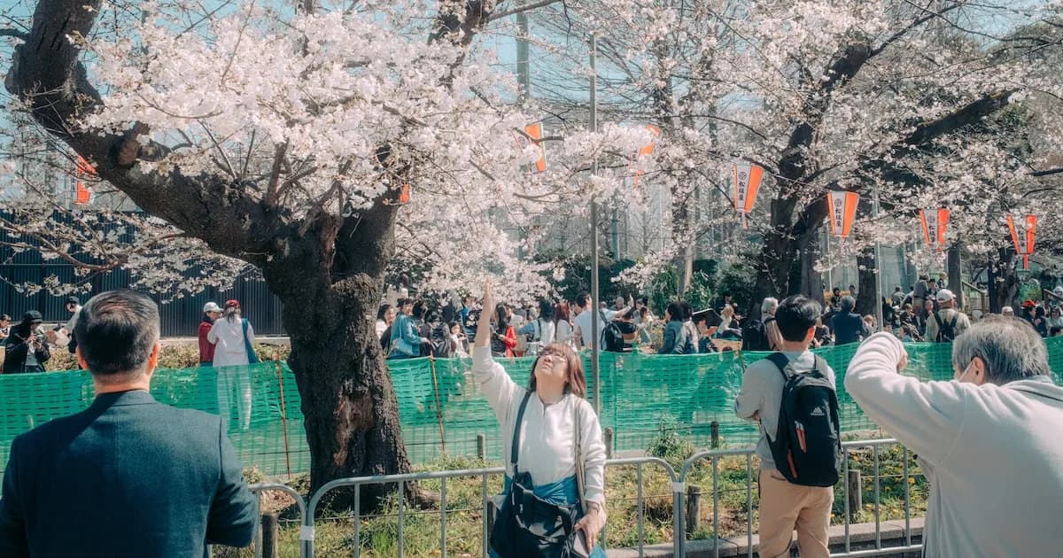 La Inteligencia Artificial Predice la Floración de Cerezos en Japón