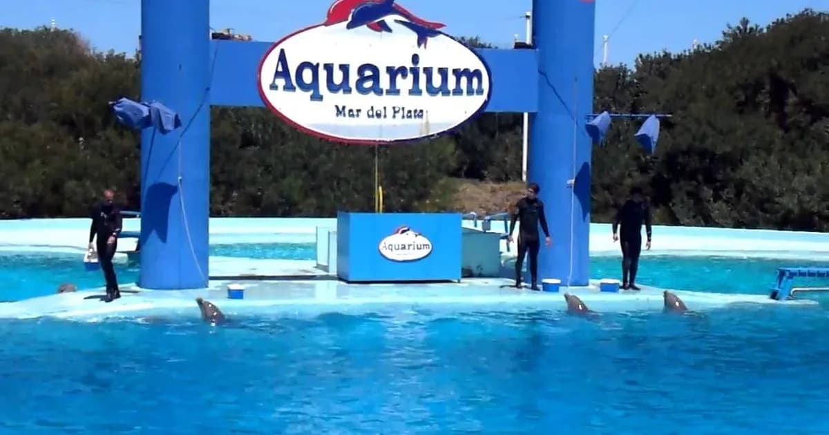 Quiebra del Aquarium de Mar del Plata: La Justicia decide el futuro de 66 animales