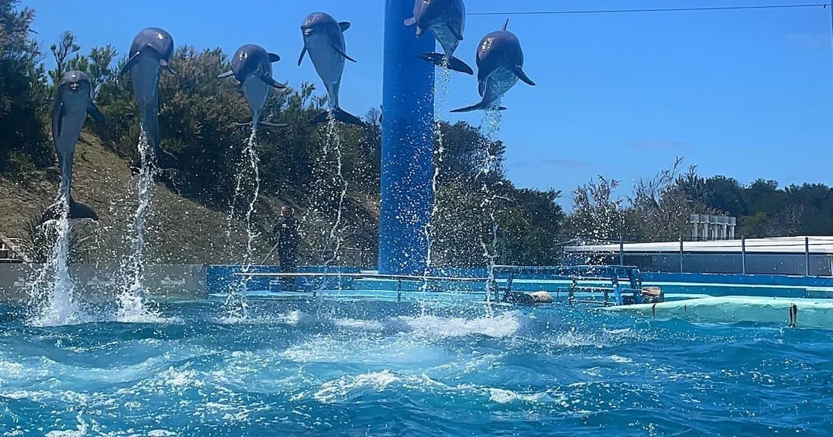 Polémica por el Futuro de 66 Animales tras la Quiebra del Aquarium de Mar del Plata