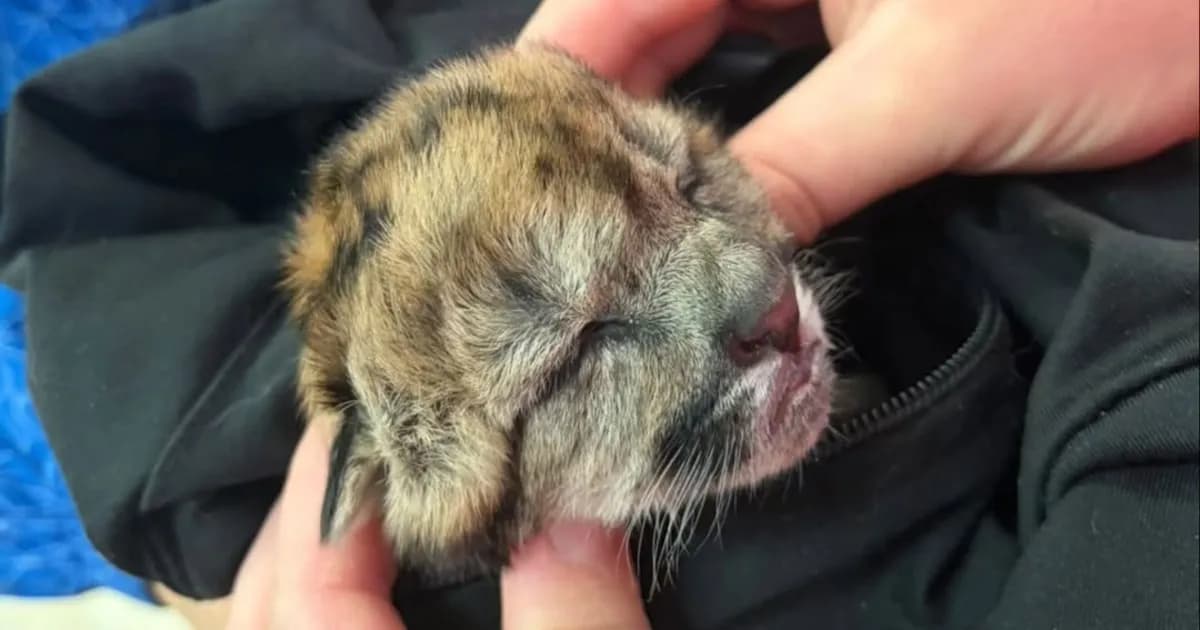 Puma embarazada muere atropellada en Nahuel Huapi: un cachorro sobrevive