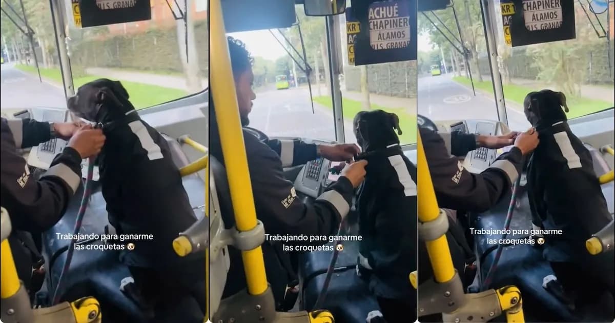 Un perro 'conductor' se vuelve viral en Bogotá y cautiva a los pasajeros del SITP