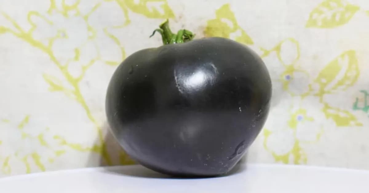 Nuevas variedades de tomates revolucionan la siembra en Texas