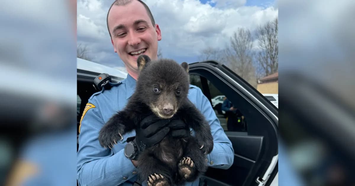 Rescatan a un osezno huérfano en Nueva Jersey y le dan una nueva oportunidad de vida