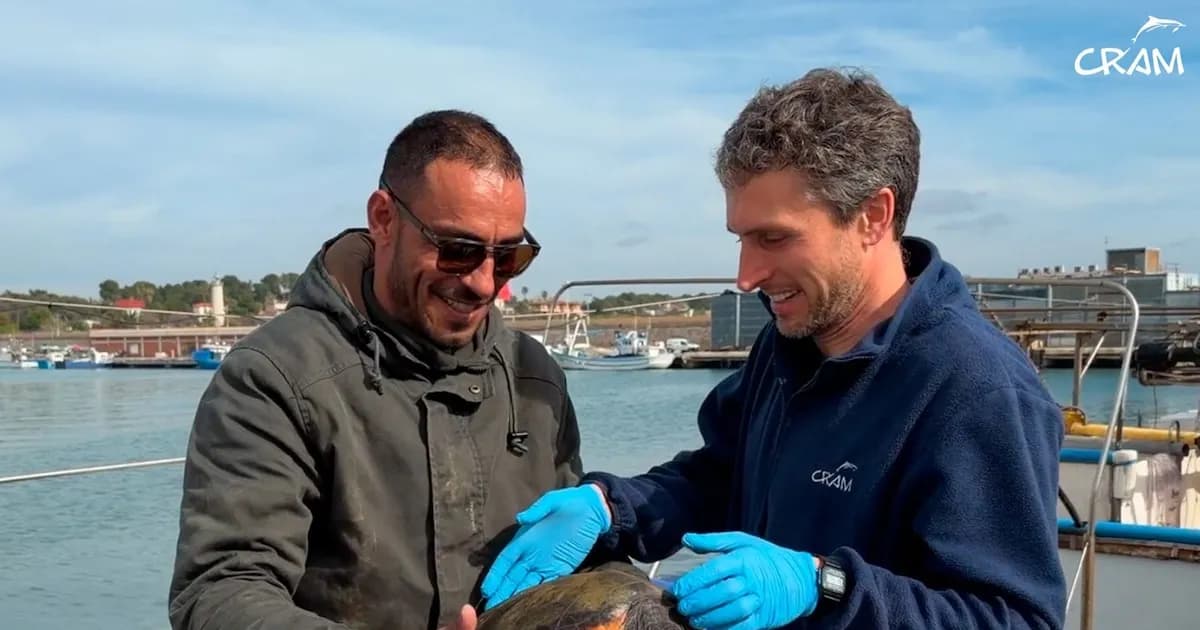 Rescate de 65 animales marinos en la costa catalana durante el primer trimestre de 2026