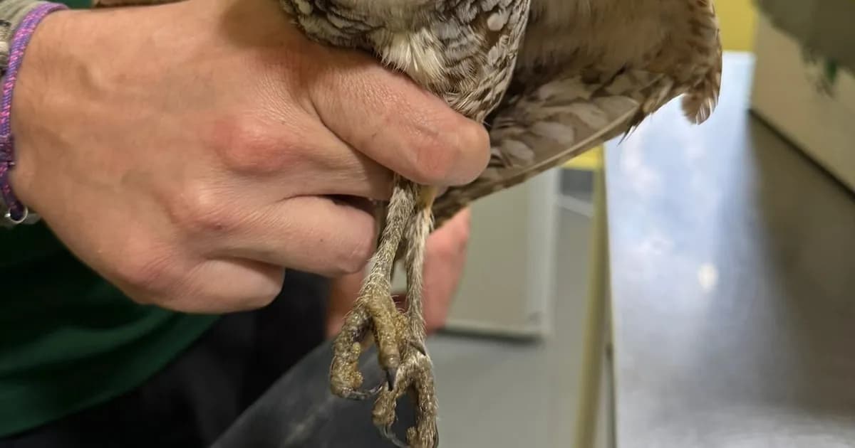 Centro de Fauna Silvestre de Murcia logra la supervivencia de dos mochuelos excavadores procedentes de Miami