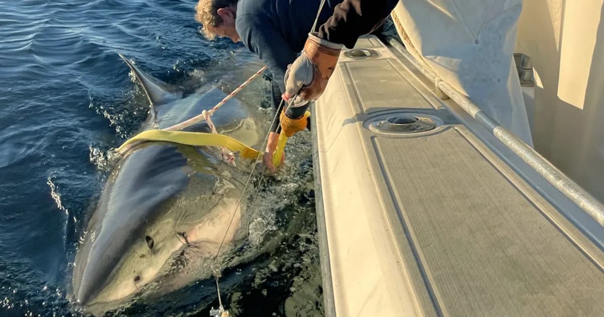 Explorando el Futuro: La Impactante Labor de OCEARCH en la Conservación de Tiburones Blancos