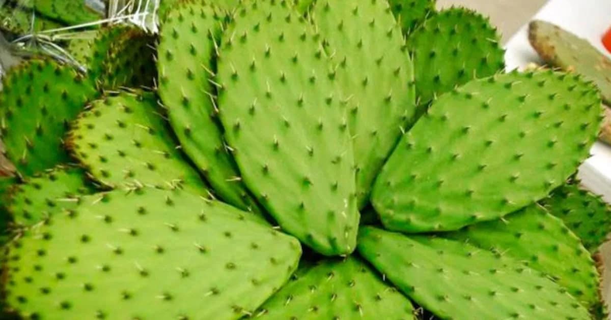 Nopal: el superalimento mexicano que potencia la salud y la nutrición