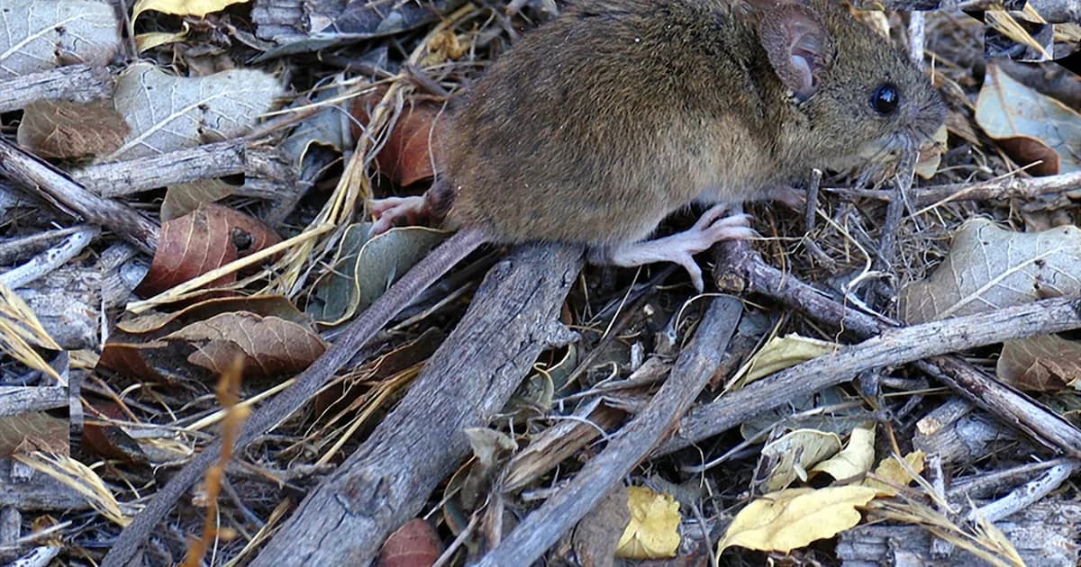 Trágico fallecimiento de una adolescente por hantavirus en Chubut