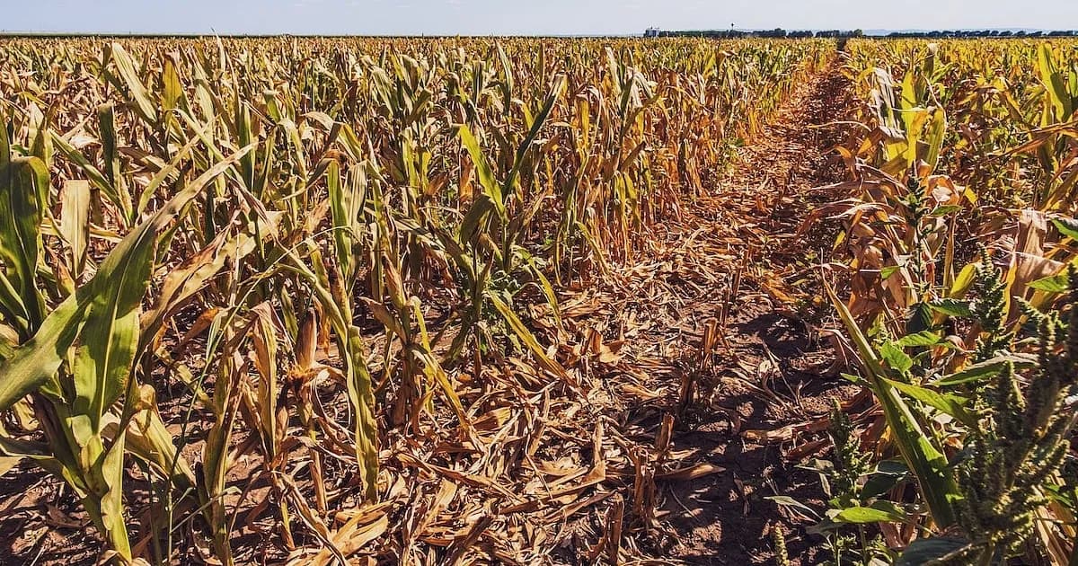 El impacto devastador de olas de calor y sequías para el 2100: un estudio alarmante