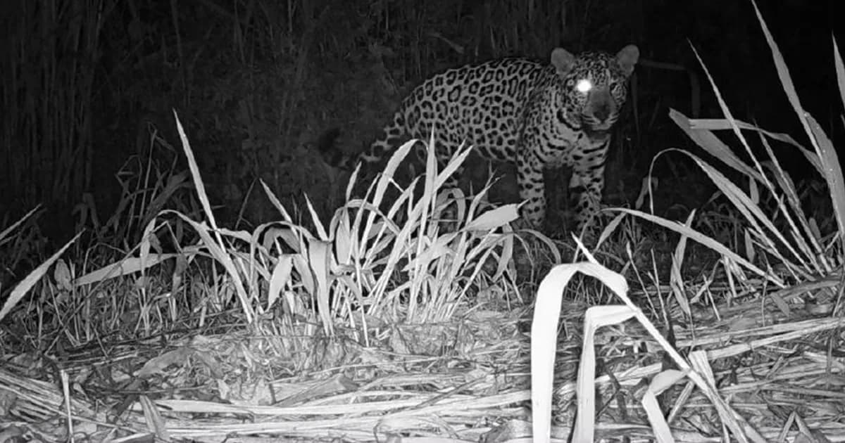 Investigación judicial por la desaparición de crías de yaguareté en Misiones