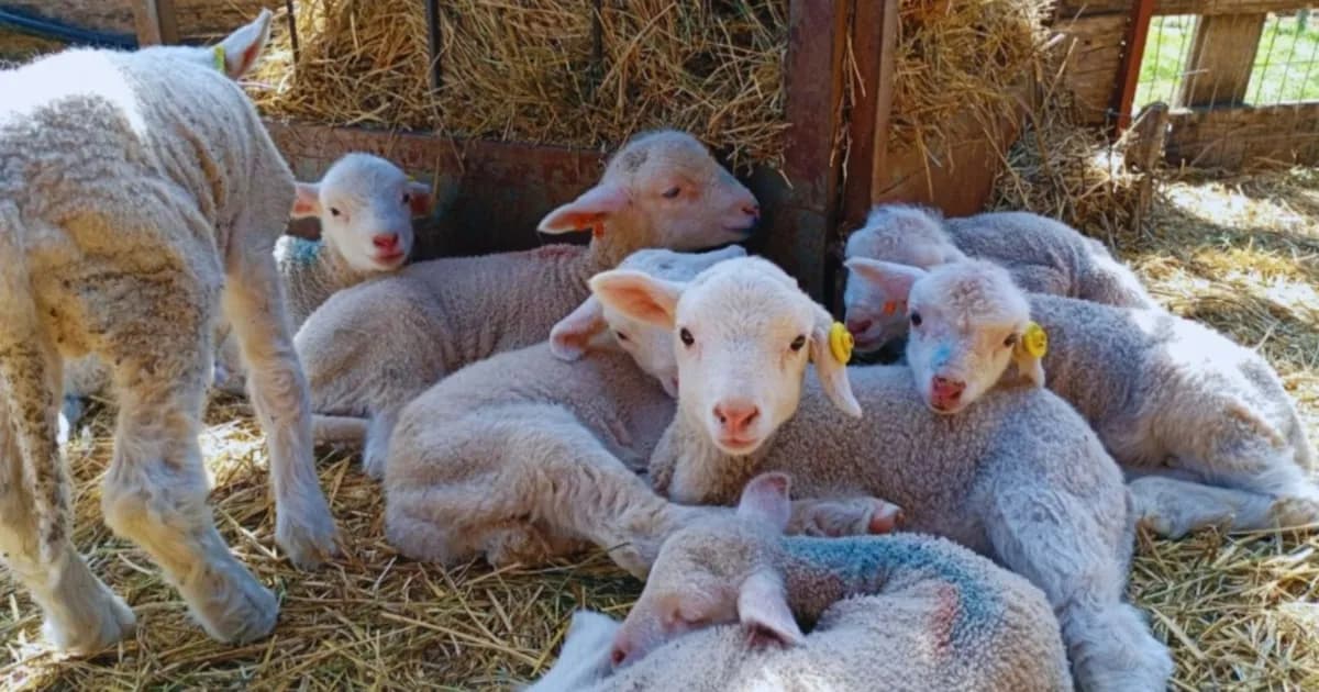 Alerta por scrapie clásico en ovinos: el SENASA adopta medidas de control