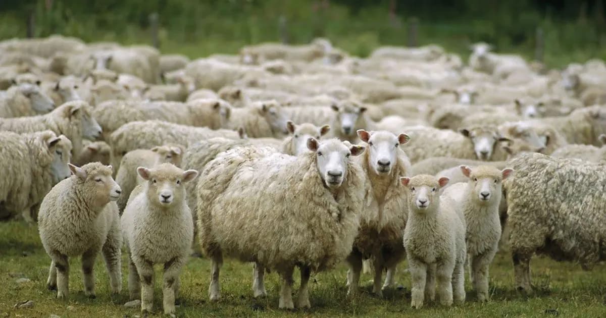 Argentina enfrenta los primeros casos de scrapie en ovinos importados