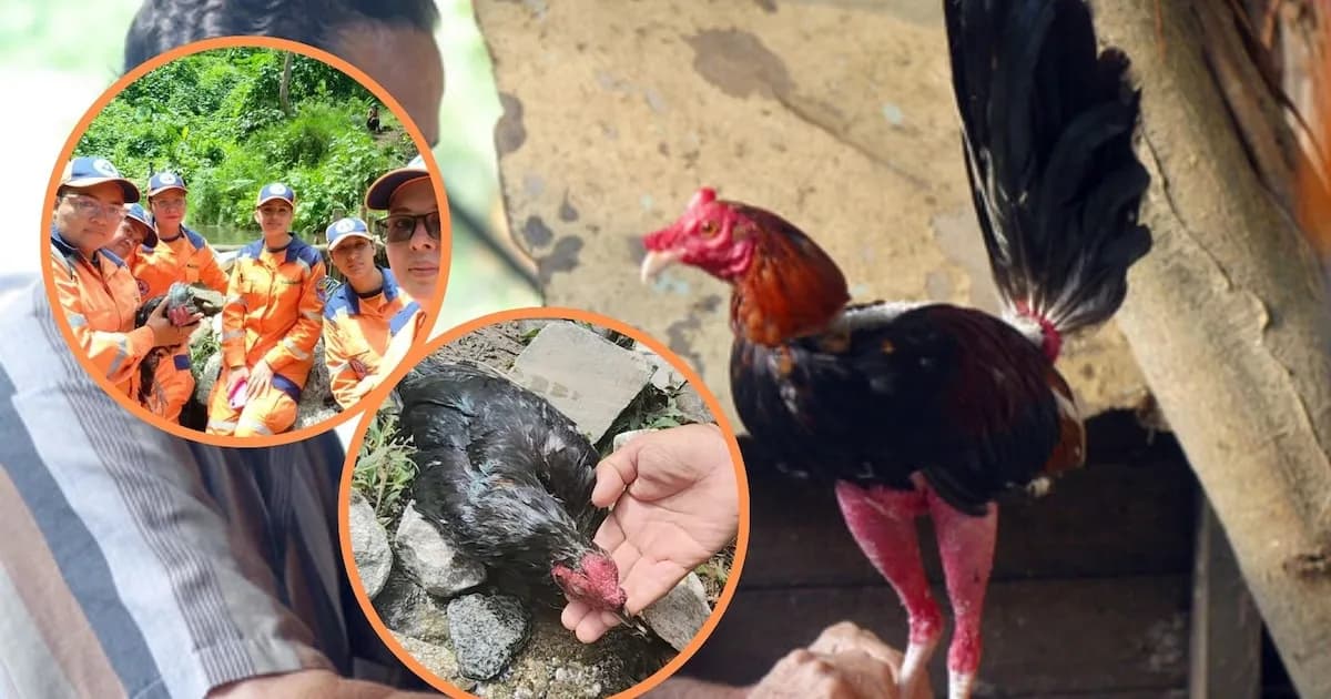 Rescatan a un gallo de pelea arrojado a un río tras ser considerado inservible