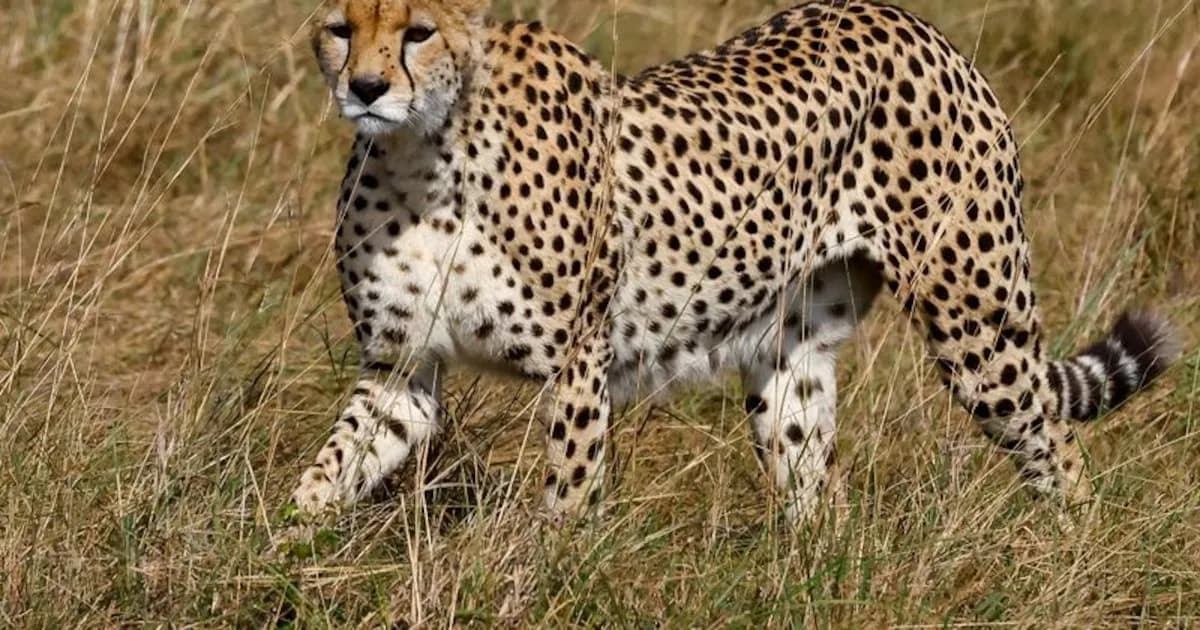Guepardos en el Serengeti: Desafíos de supervivencia ante la competencia y el hábitat fragmentado