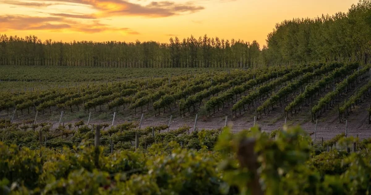 El Malbec Patagónico: Un Varietal que Revoluciona la Mesa Argentina
