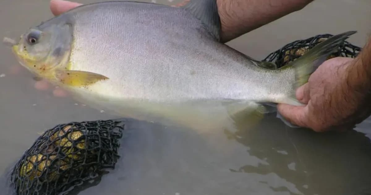 La acuicultura en Misiones: de la tradición artesanal a un sector empresarial en auge