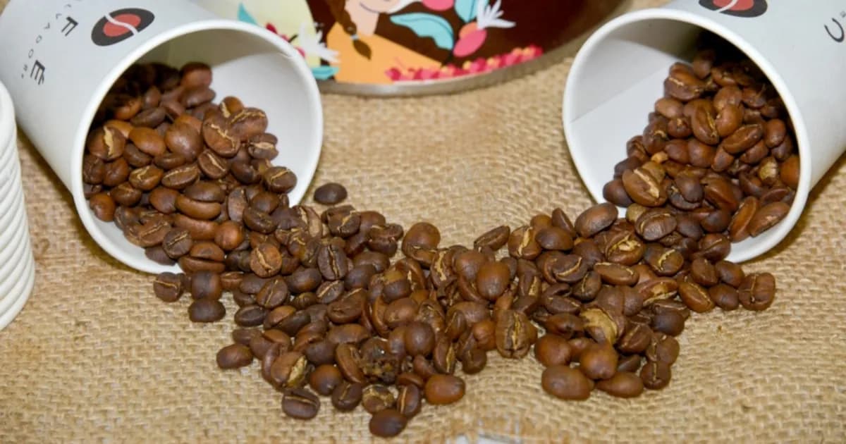 El Salvador autoriza más de 500 exportaciones de café hasta diciembre de 2025