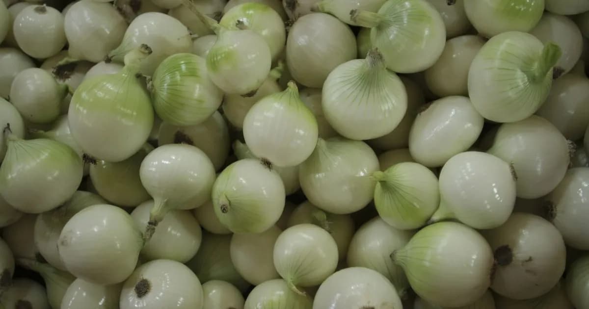 Productores panameños reclaman el retiro de cebolla importada por competencia desleal