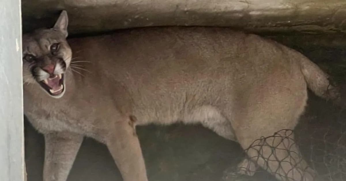 Rescatan y liberan a un puma en Santa Fe tras hallarlo en un jardín
