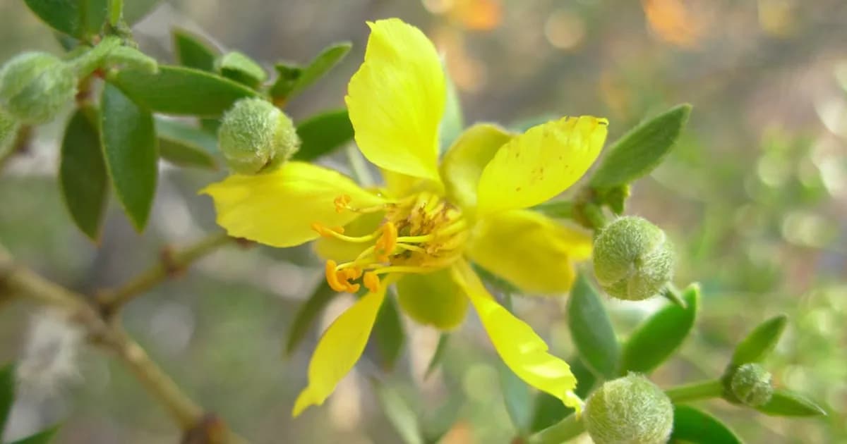 Descubren en Mendoza fósiles de jarilla que iluminan la evolución de ambientes áridos en Sudamérica