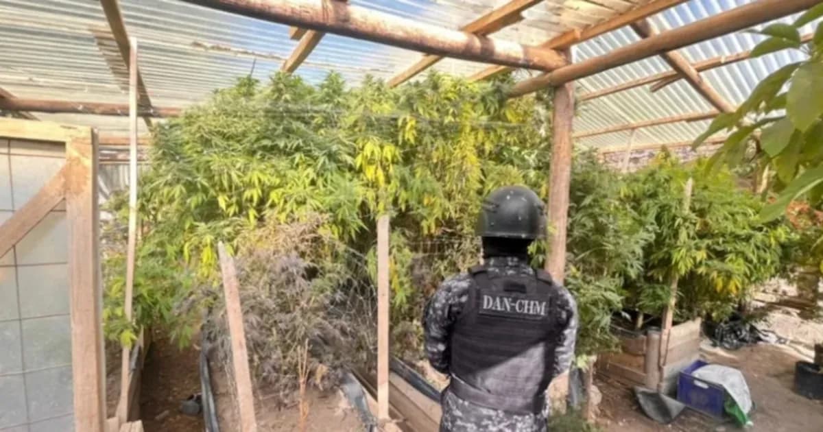Desmantelan red de narcotráfico en Neuquén: incautan 34 kilos de marihuana