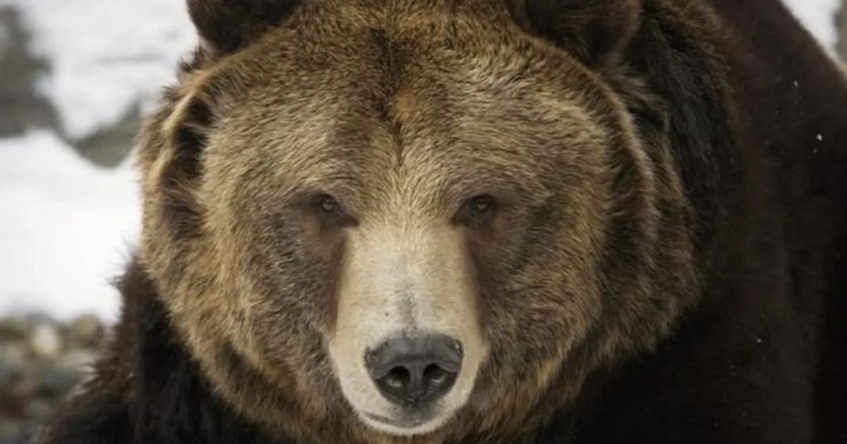 Dos soldados estadounidenses heridos por un ataque de oso en Alaska durante entrenamiento