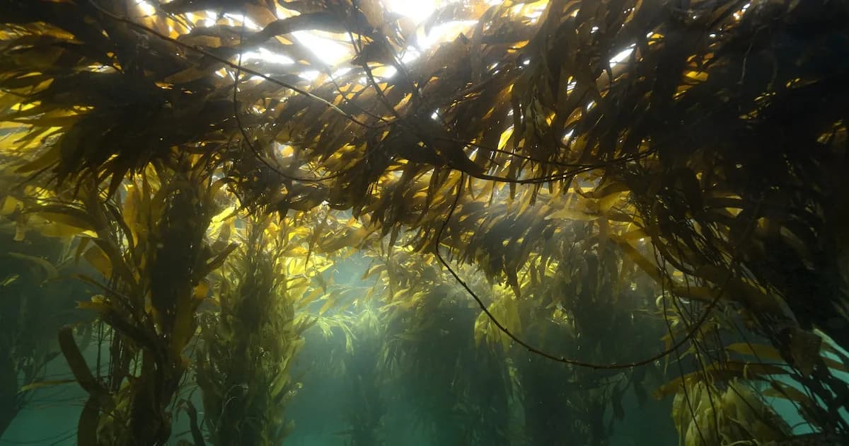 Explorando los bosques ocultos de la Patagonia: el impulso a la cosecha de algas marinas