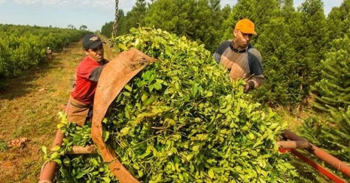 Auge en el consumo de yerba mate: precios a la baja y desafíos para los productores