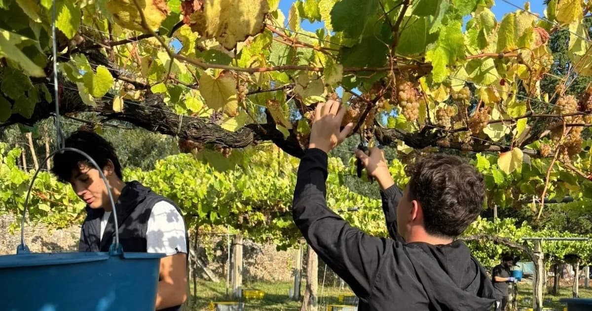 Rías Baixas: Aumento del 6,7% en exportaciones con EE.UU. como principal mercado en 2025