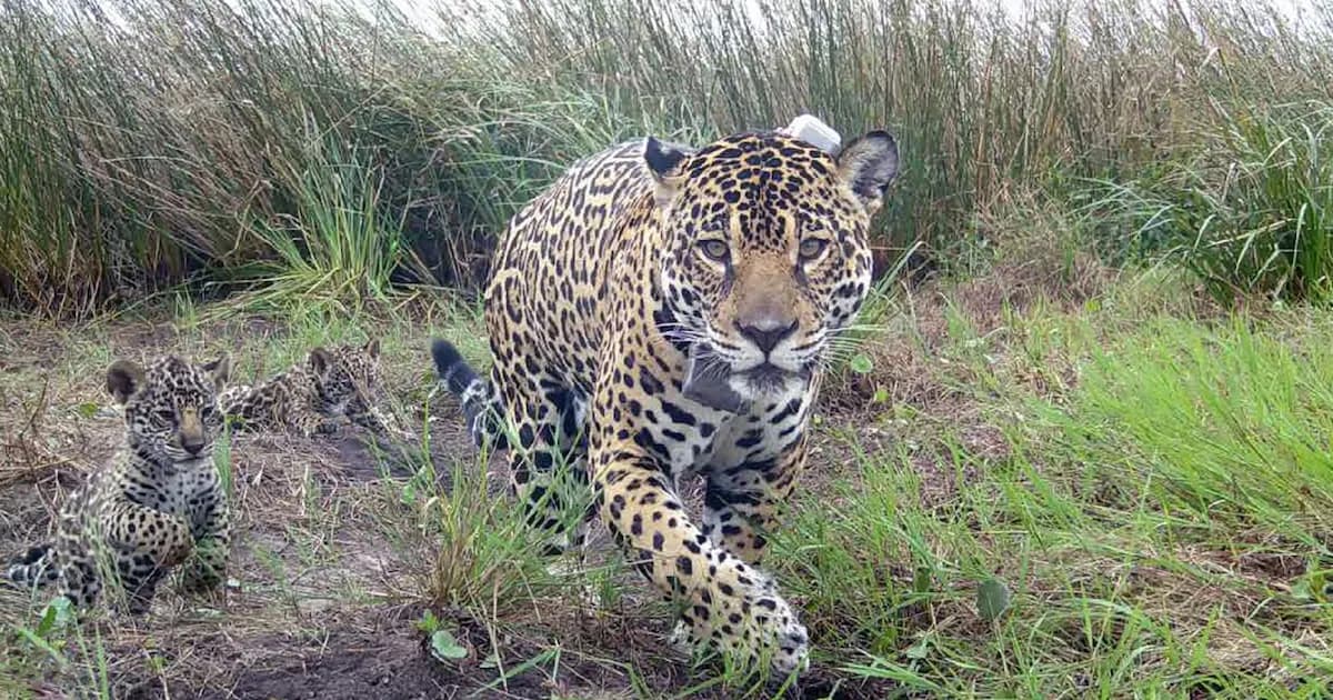 50 yaguaretés en estado silvestre: cómo es el proyecto de reintroducción del mayor felino del continente en los Esteros del Iberá