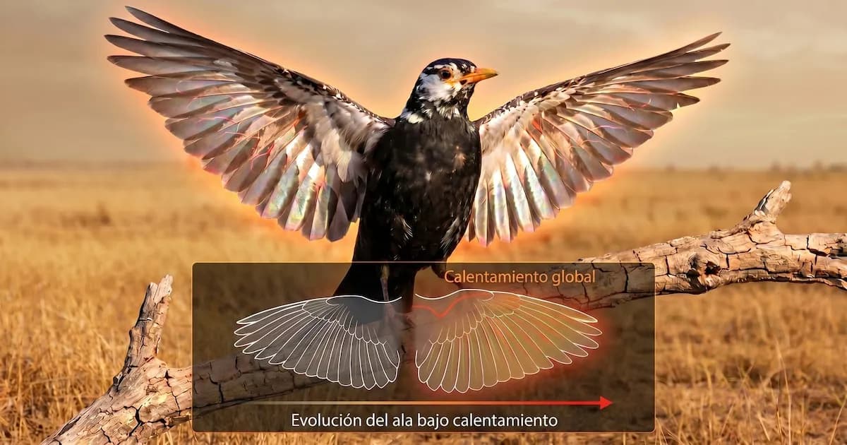 La evolución de las plumas en aves como respuesta al calentamiento global